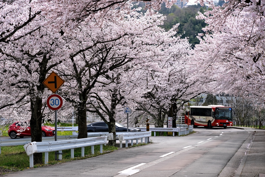 花は散れど夢と希望は失わず