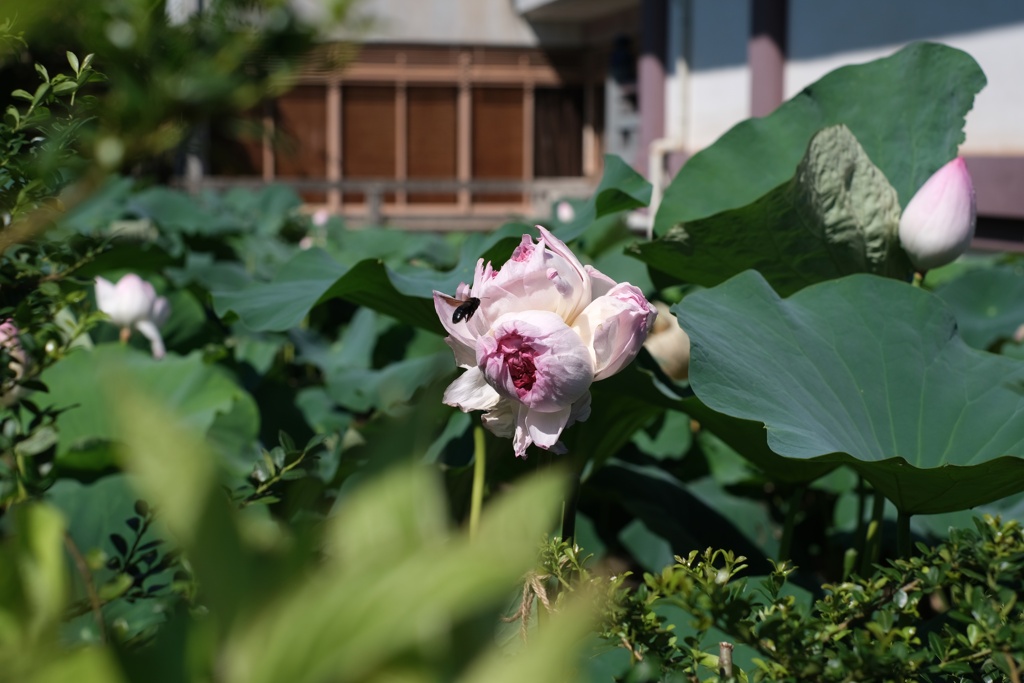 葉に隠れた花も探してみてね