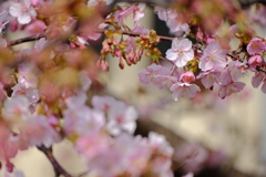 桜の開花に春の強風を添えて