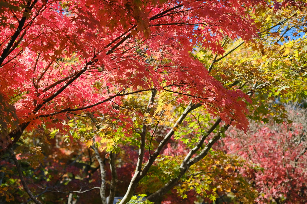 見上げれば広がる紅葉の空