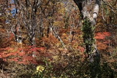 色彩とノイズの狭間に揺れて