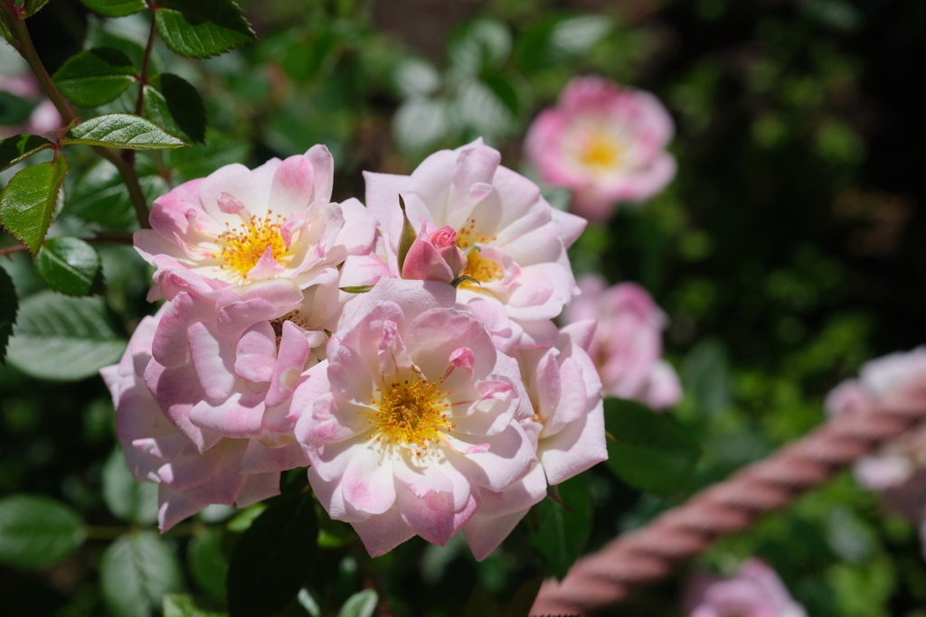 可愛らしくても薔薇なんです