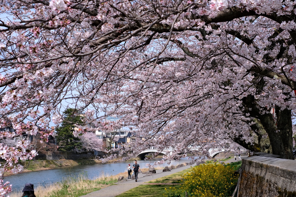 地に足の着いた素敵な傘です