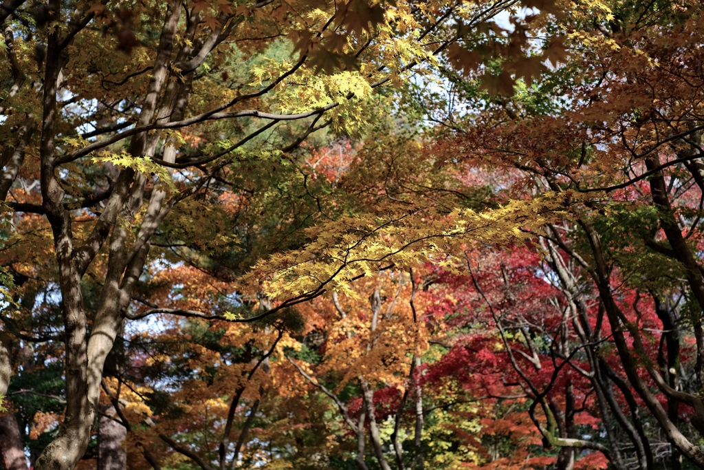 冬を前に色彩豊かな秋の風景