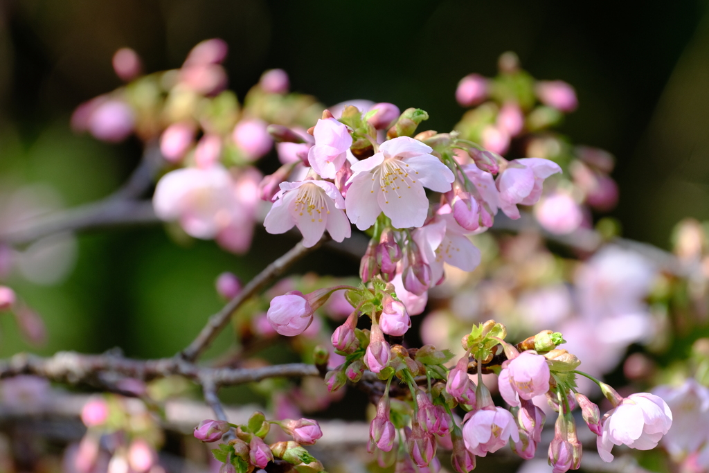 花よりも蕾の方が重たそう？