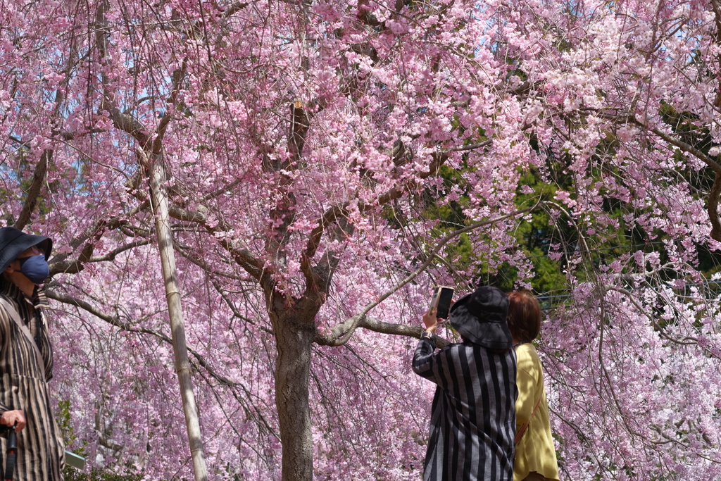 豪華絢爛に装飾された天の空