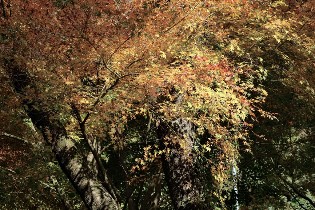 噴き出す紅葉を浴びてみたい