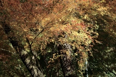 噴き出す紅葉を浴びてみたい
