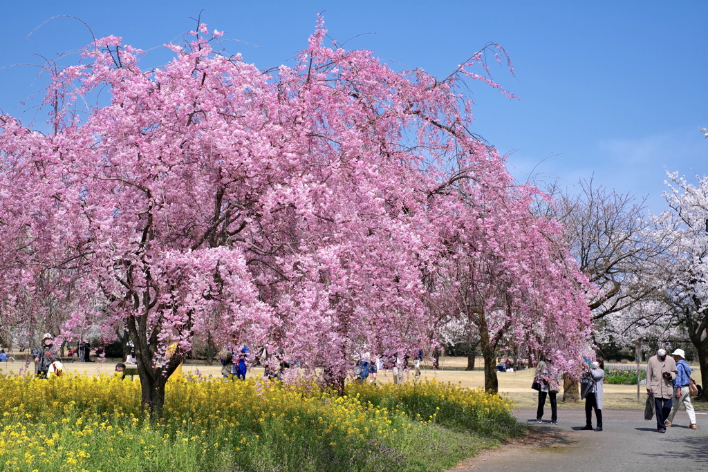 ねぇ花粉は運んでくれないの？