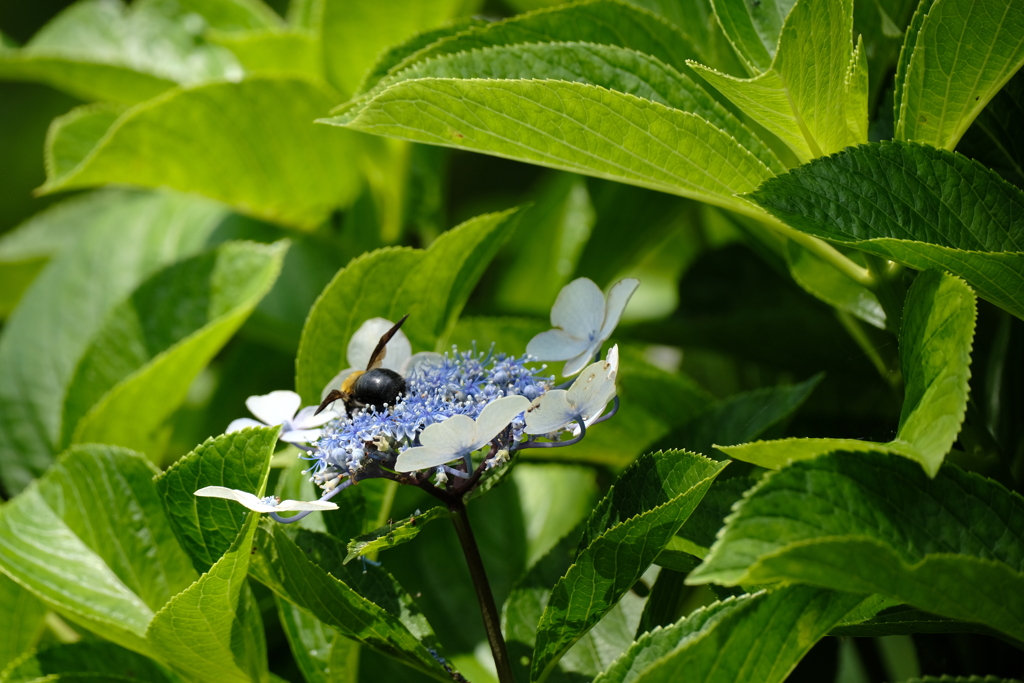 どこだどこだ蜜はどこだ