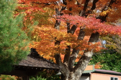 見上げれば色彩豊かな秋の空