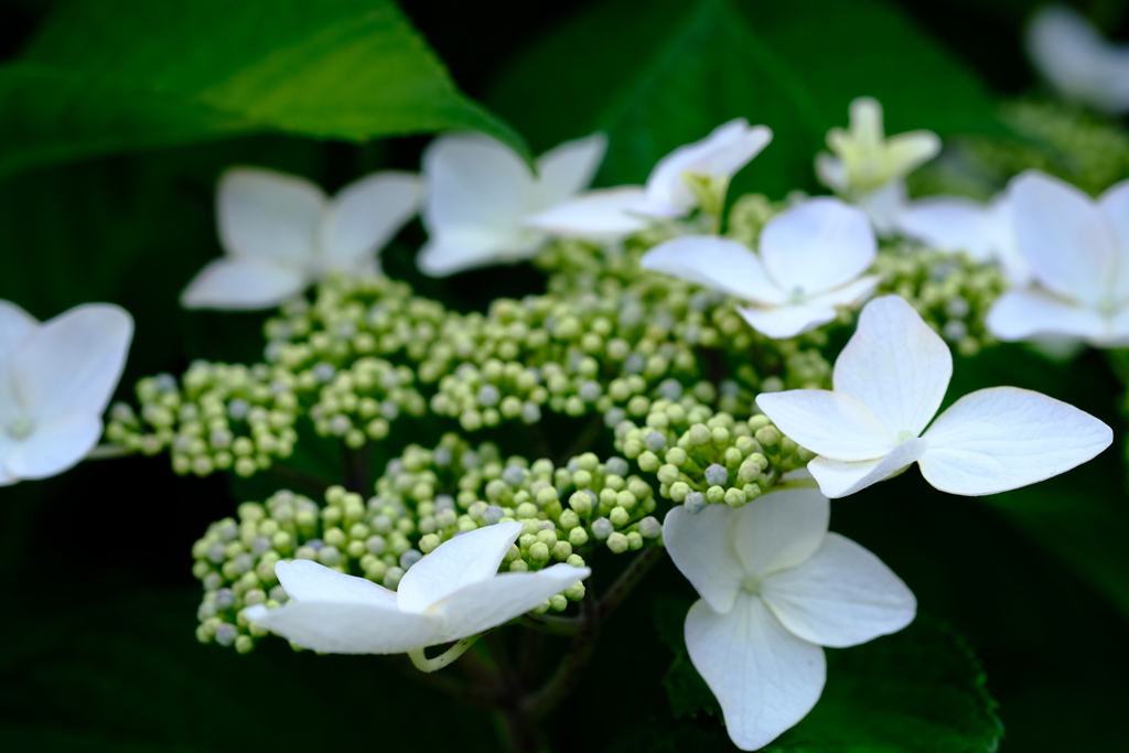 花の天使が舞い降りて