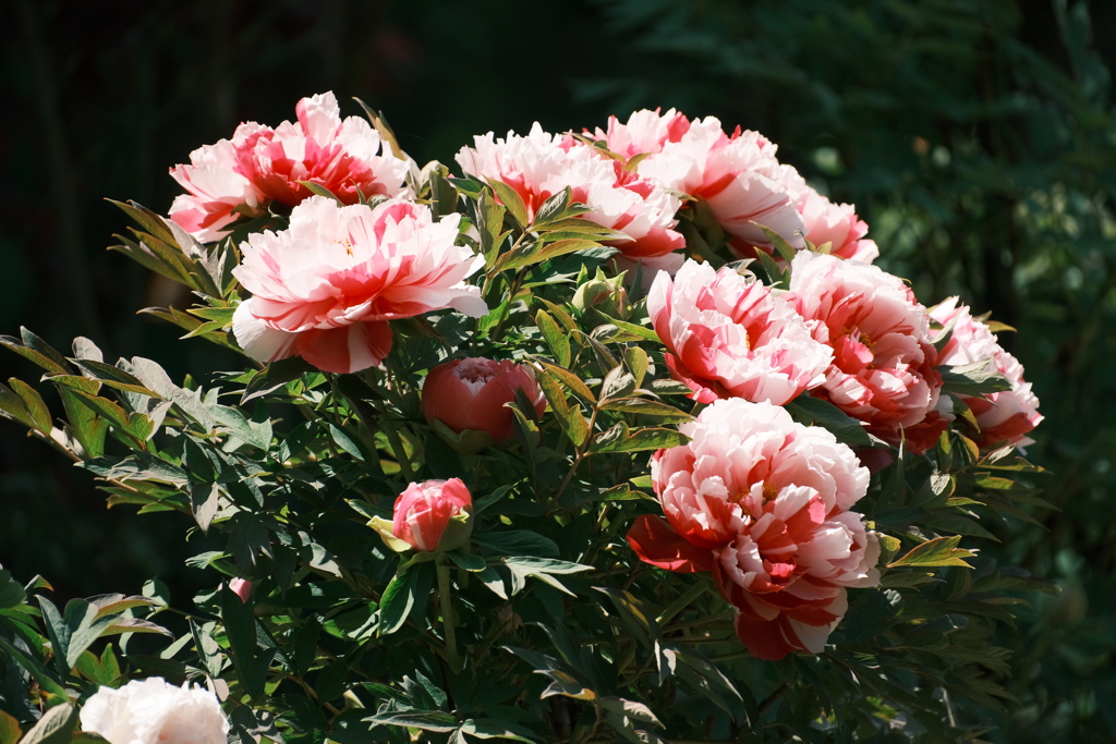 華やかさは開花とともに