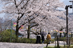 桜に見惚れて坂道も平気です