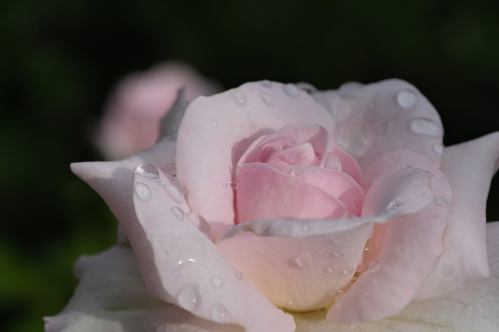 梅雨の時期でもそこにいます