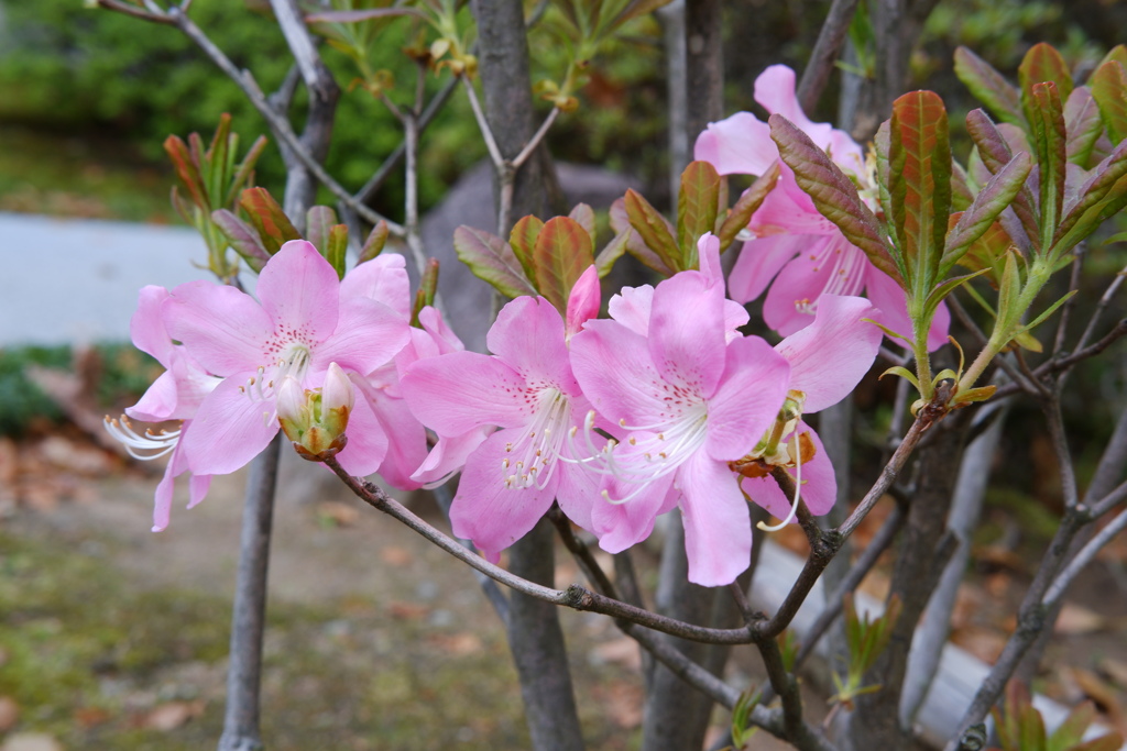 若くても花は立派に咲かせます
