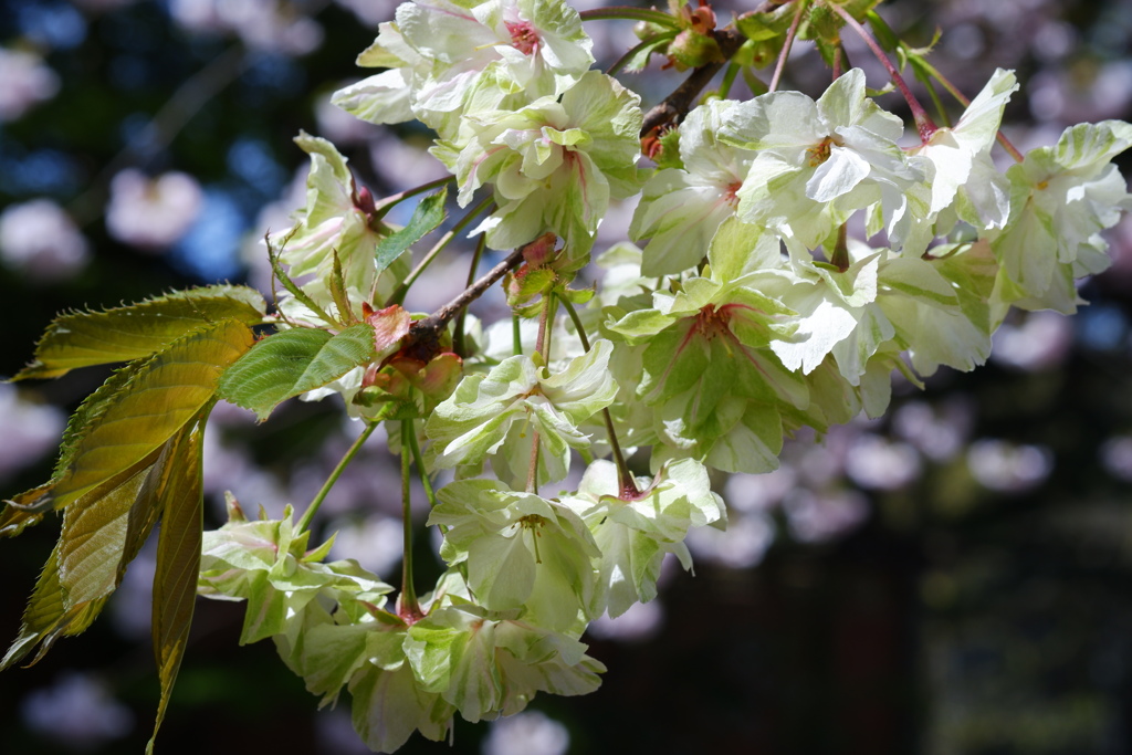 貴人達の装い御衣黄桜