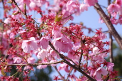 散り際でもなお美しく 散り際でもなお美しく