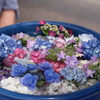 みんなで楽しむ紫陽花丼です