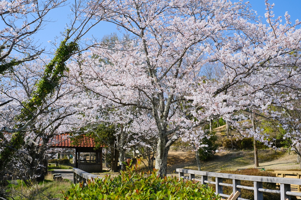 桜もまたその世界の一員です