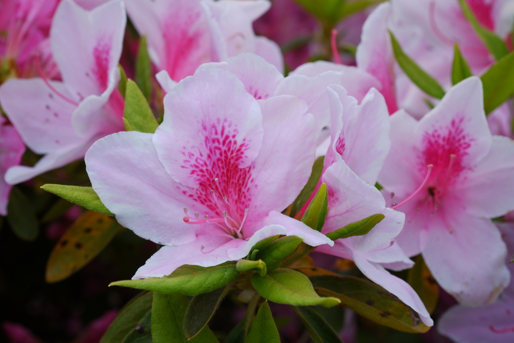 個としての花も魅力的です