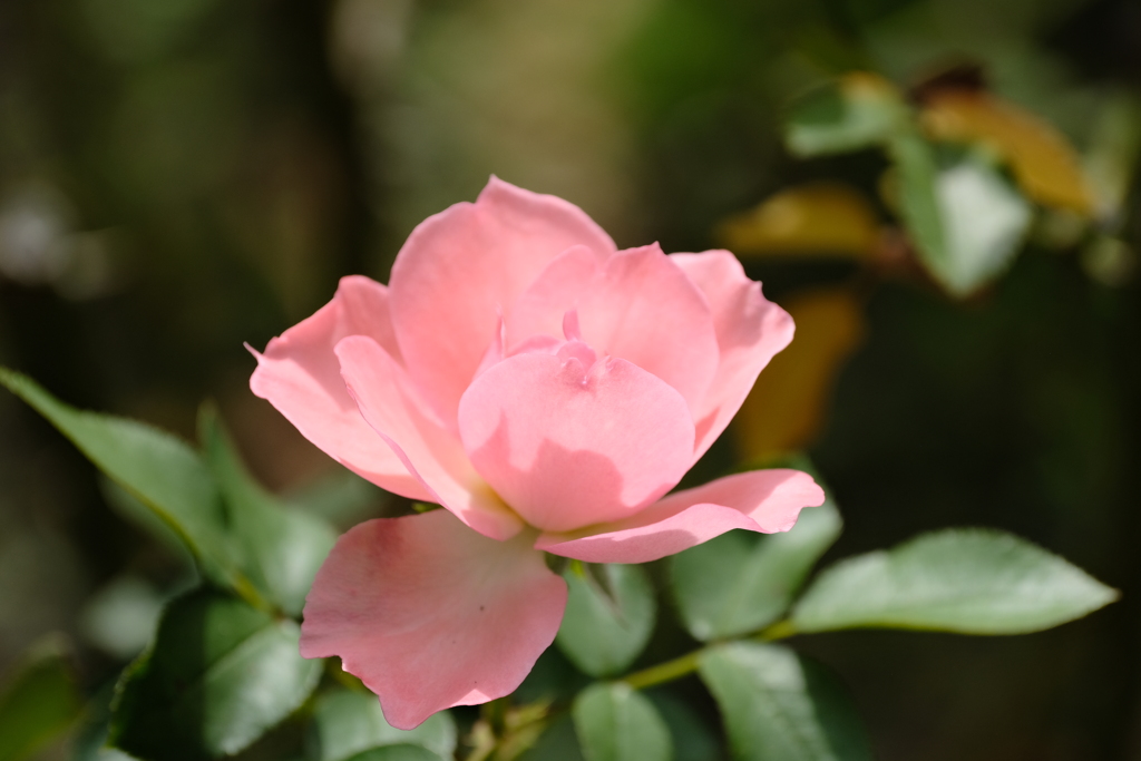 麗しい花のカップへようこそ