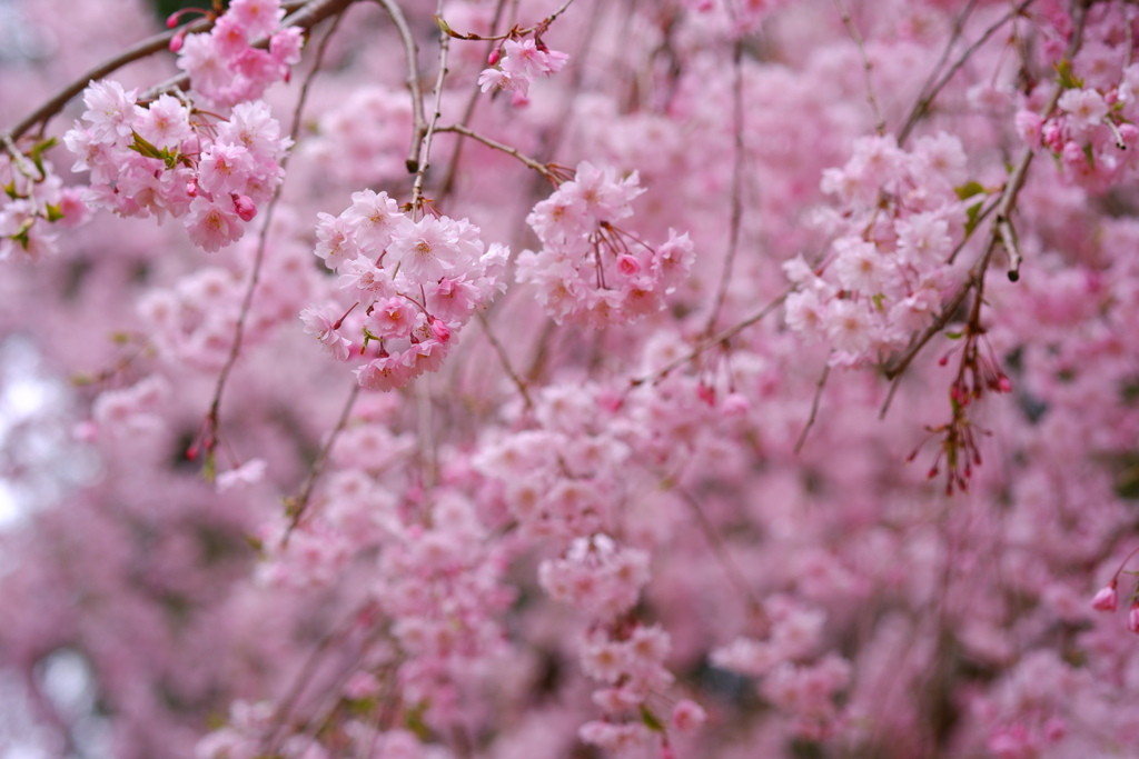 桜色のジュエリー