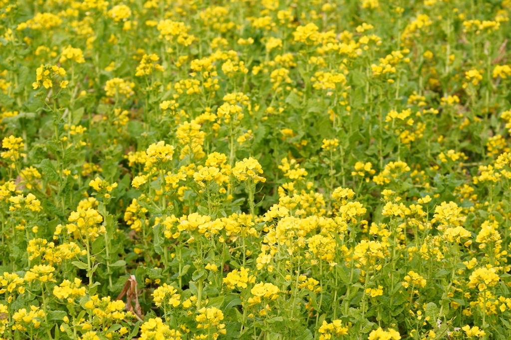 菜の花にまぎれて移動中