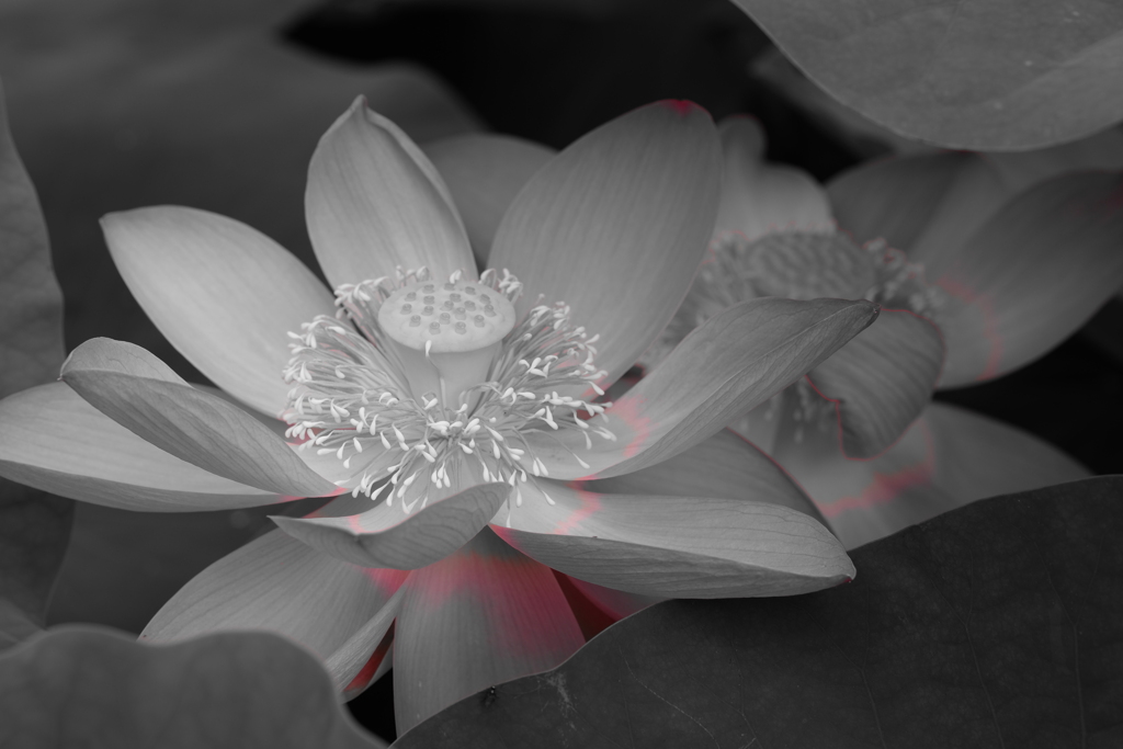 大きな花を支える生命のオーラ