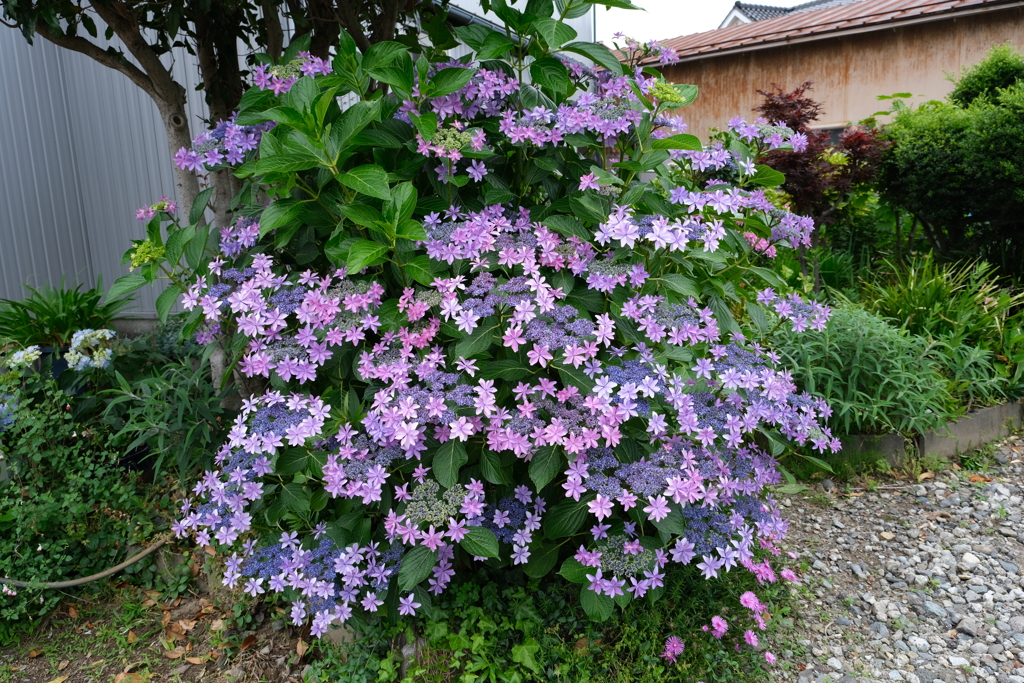 もじゃもじゃ紫陽花丸