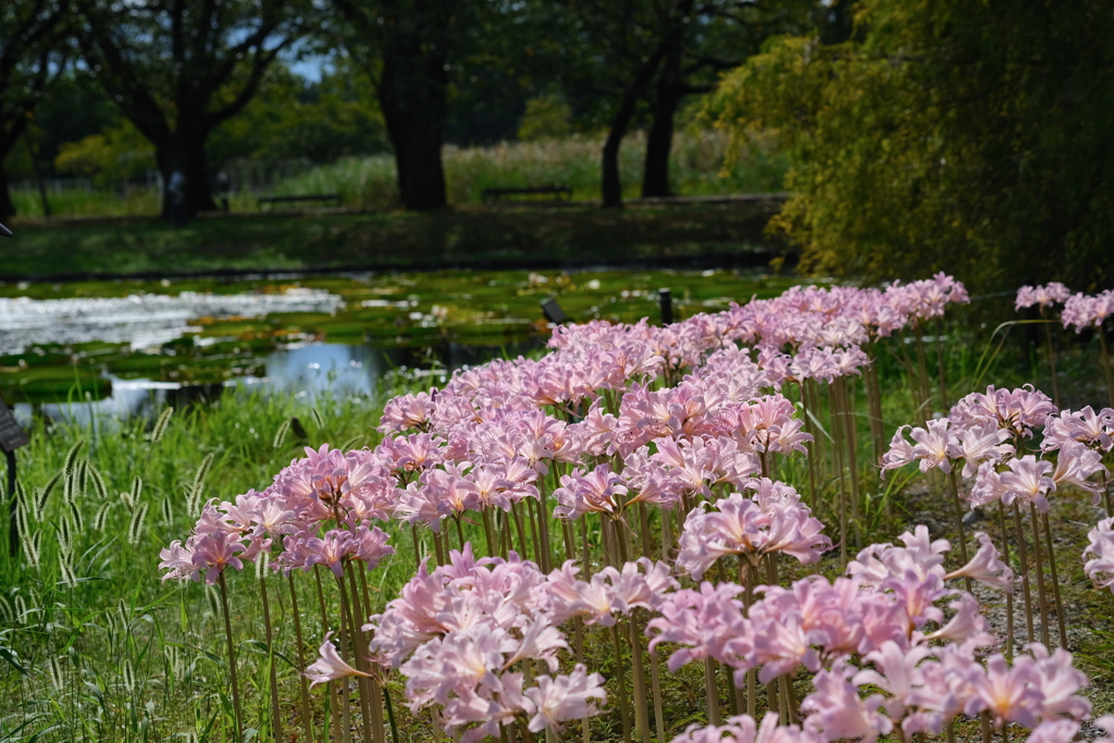 足元の花にも変わらぬ愛情を