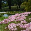 足元の花にも変わらぬ愛情を