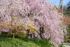散策は桜の園につつまれて