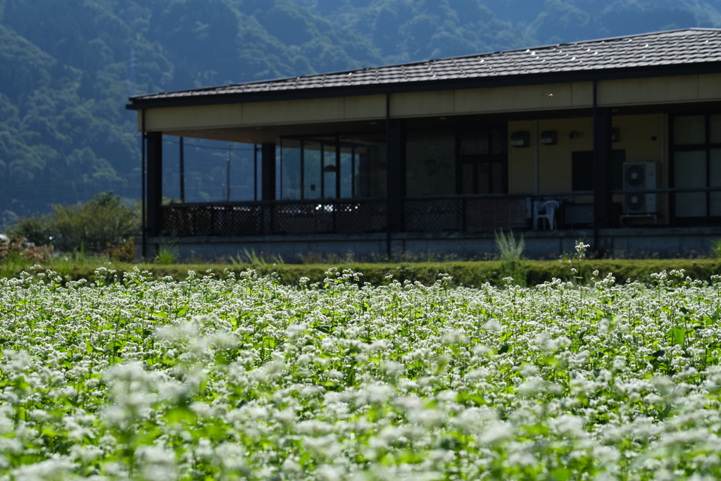 新そばに舌鼓を打つ夢を見た