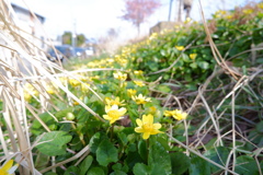 光の粉をふりかけて