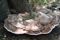 天然のクッションいかがですか