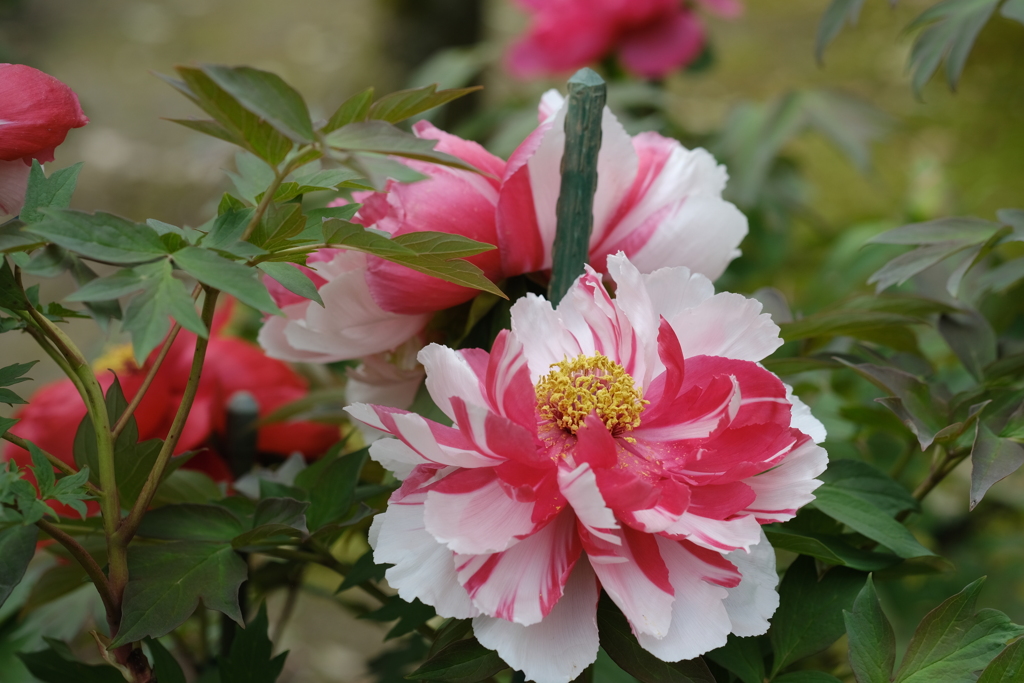 大輪の花でもどんと来いや