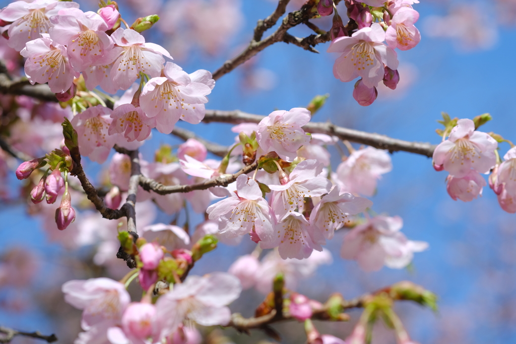 小さな桜鯛がいっぱいですよ