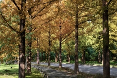 季節の移ろいを感じる散歩道