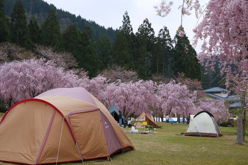 今だけ豪華なキャンプ場