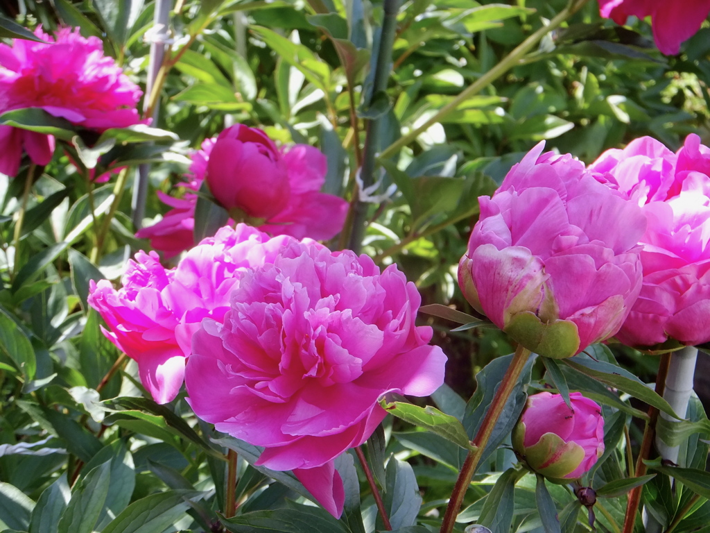 来訪者が咲き始めました