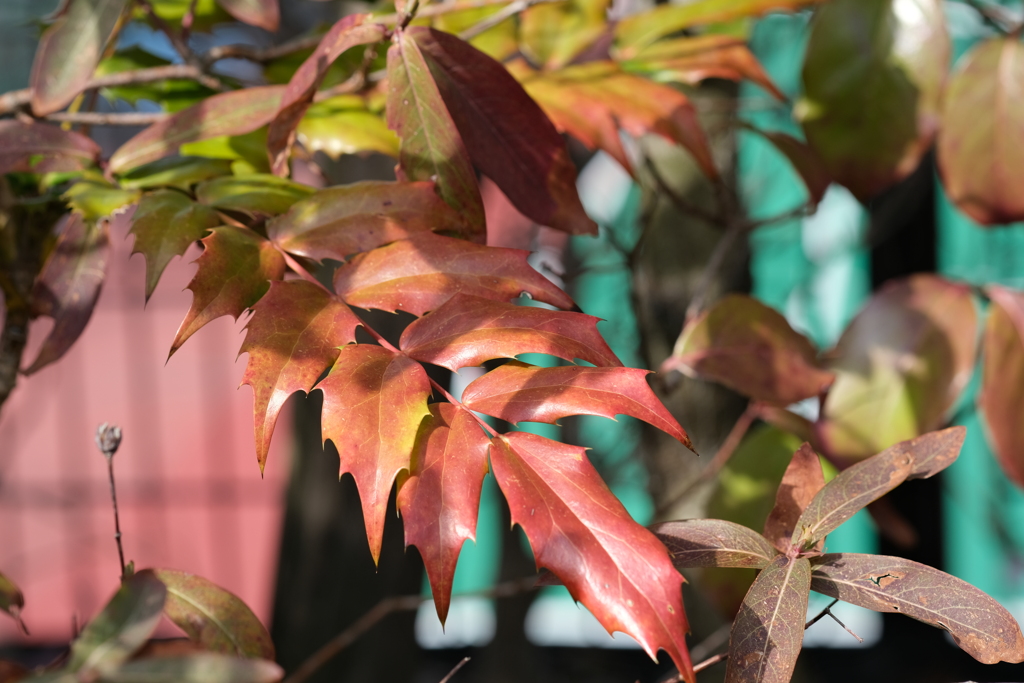 紅葉とはちょっと違います