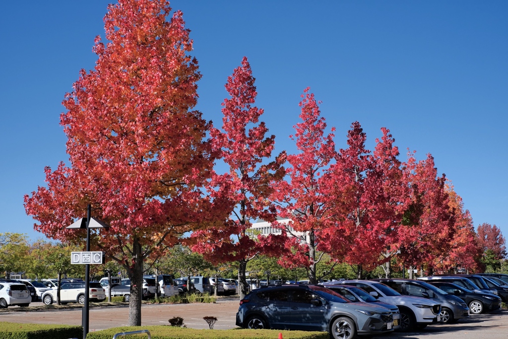 落ち葉をそっと戻せませんか
