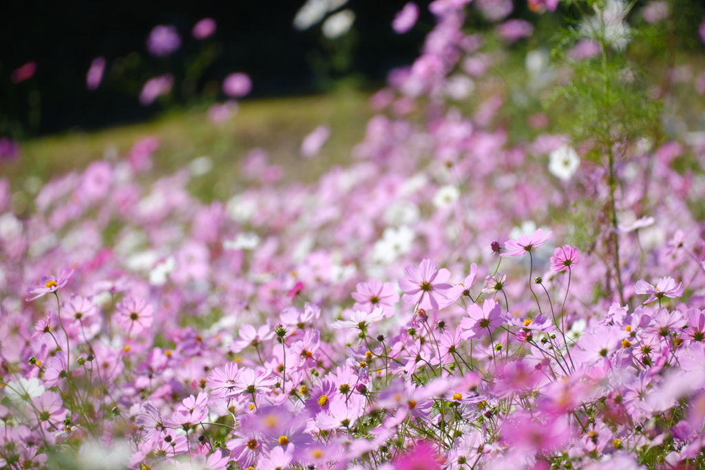 舞い上がるように花咲いて
