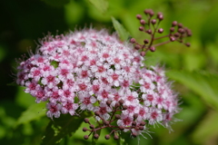 紫陽花とは違いバラ科です