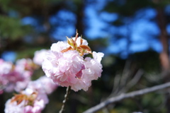 飴ちゃん食べますか 飴ちゃん食べますか