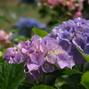 花の山脈を繋ぐロープウェイ