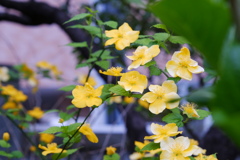 足元にだって花はある 足元にだって花はある