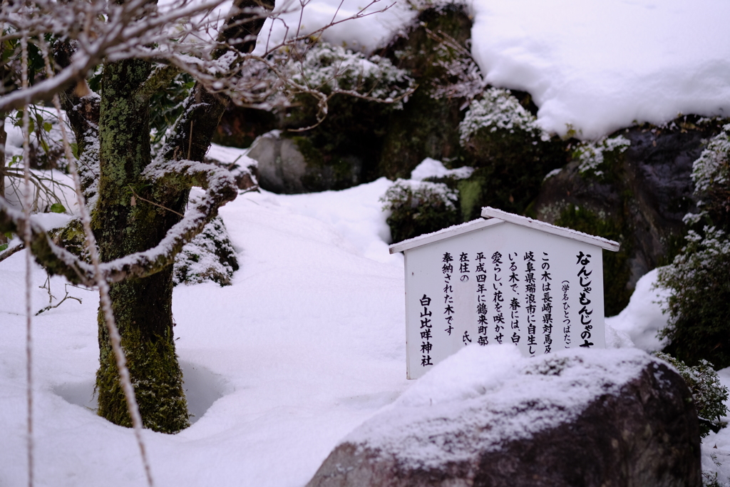 幹の周りを掘っているのは誰？