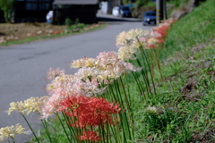 彼岸花サミットを開催中です